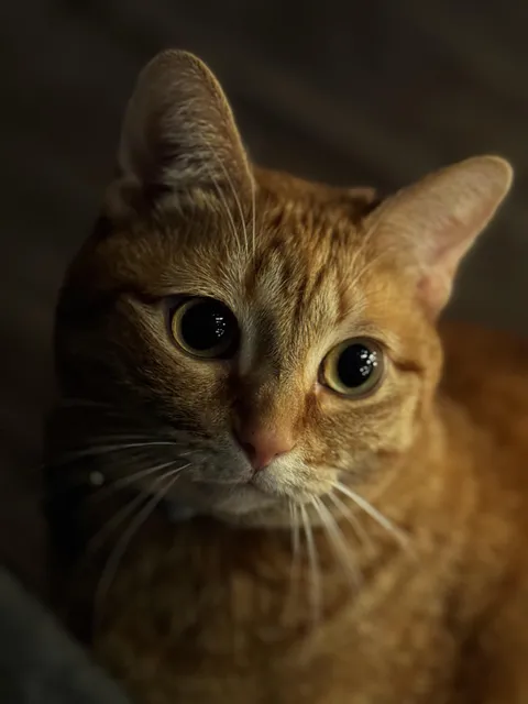 ITAP of my cat next to the Christmas tree 