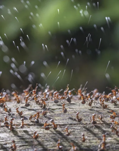🔥 Acid attack by an entire army of red wood ants.
