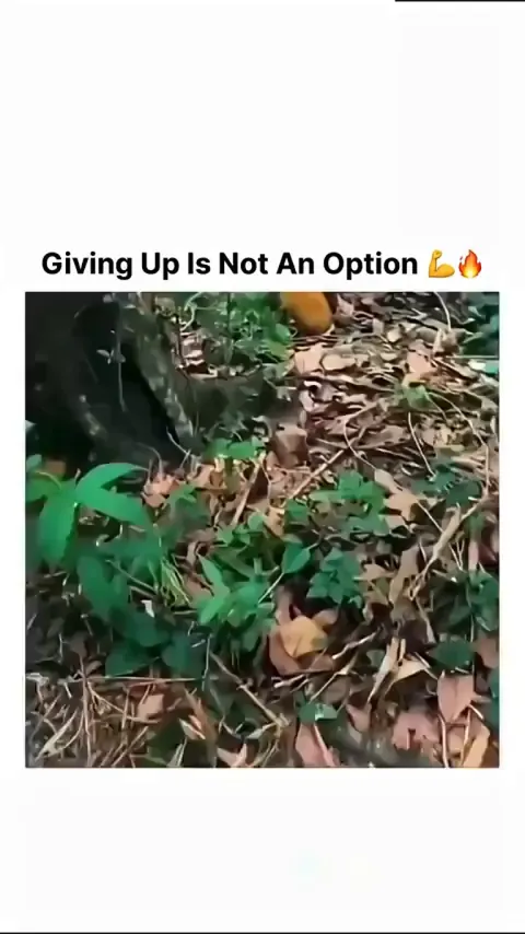 Never give up always try to rise again 💪