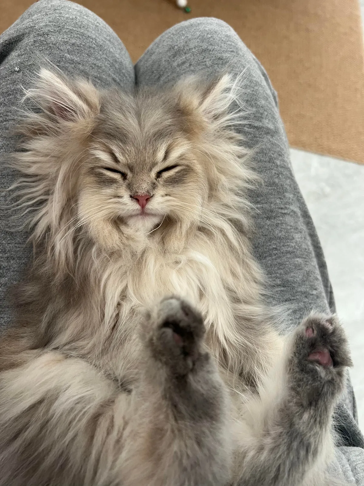 My little fluff just fell asleep on my lap like this💤She looks just like an old grandpa with a fluffy beard