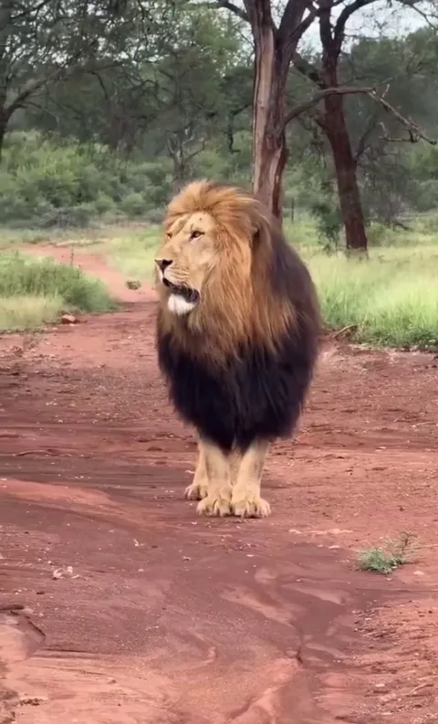 The lion’s man really makes them look insanely big in size as compared to lioness. Love the love rubs!