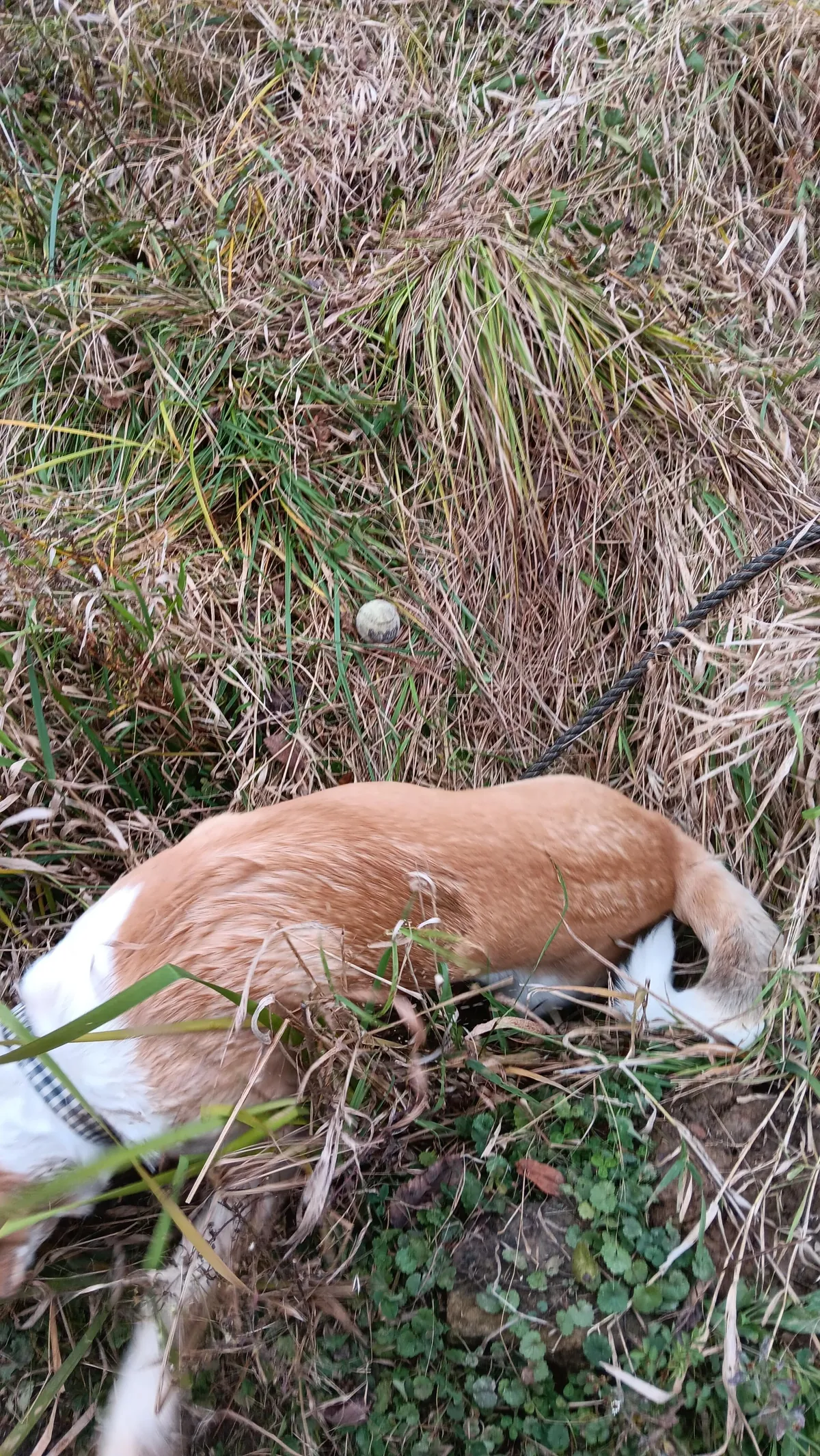 [OC]He saved the ball ...but couldn't save himself.