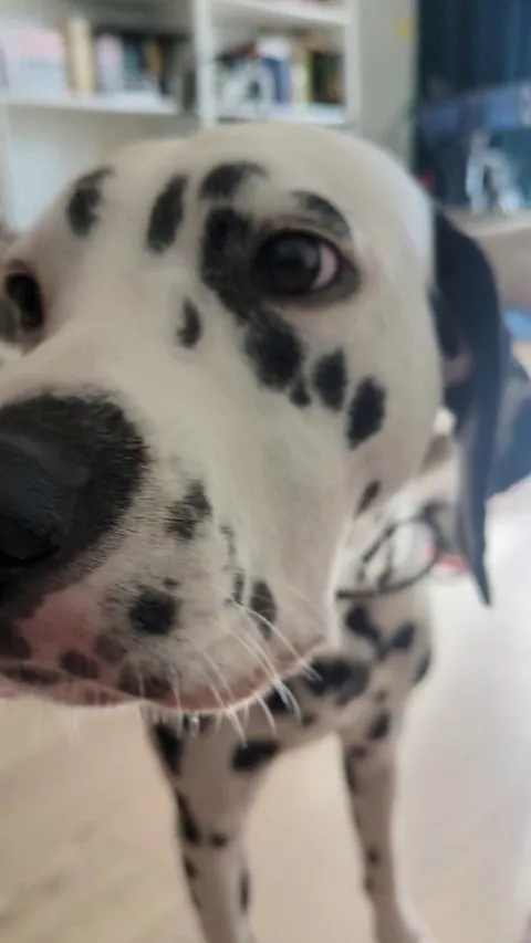 My dalmatian eating an egg vs my lab