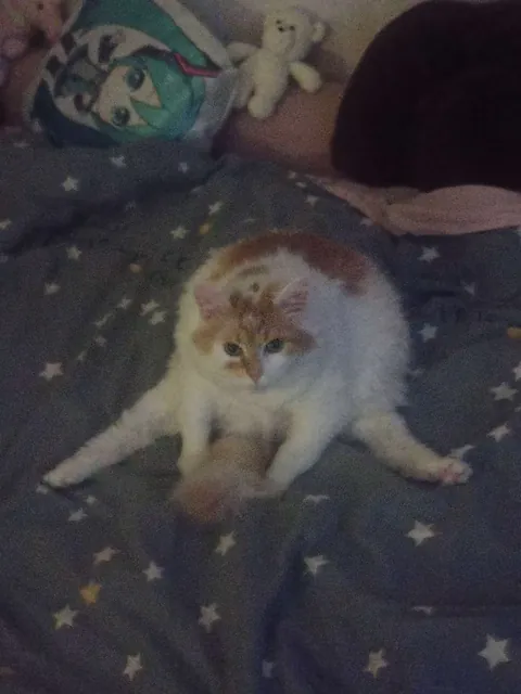 Edited my cat too in her attack drone pose