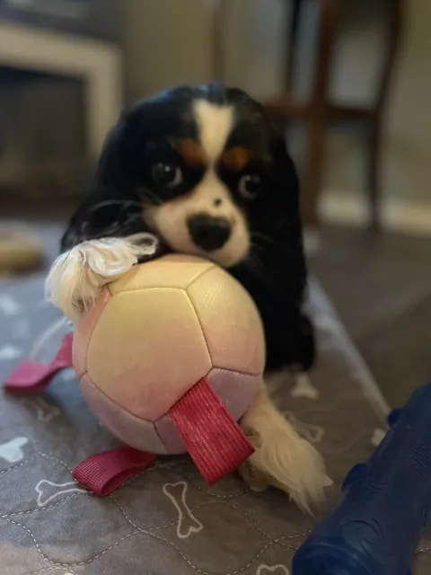 My girl saved my life last night from a person breaking in with a hammer. Tater tot Jane Eloise is my hero!! A cavie that never lets me fall