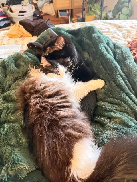 my cat saved us from a dog fight the other day by jumping in the middle of it