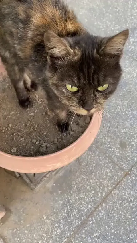 found this cat outside of my house