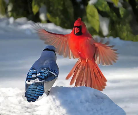 🔥 A cardinal and blue jay having a confrontation