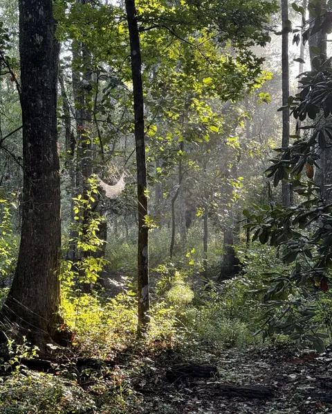 The lighting in my backyard this morning