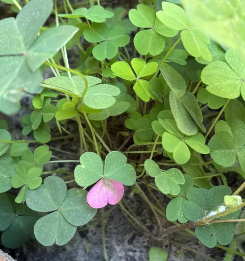 Have you ever seen something like this?