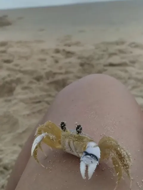🔥 crab lost his coconut