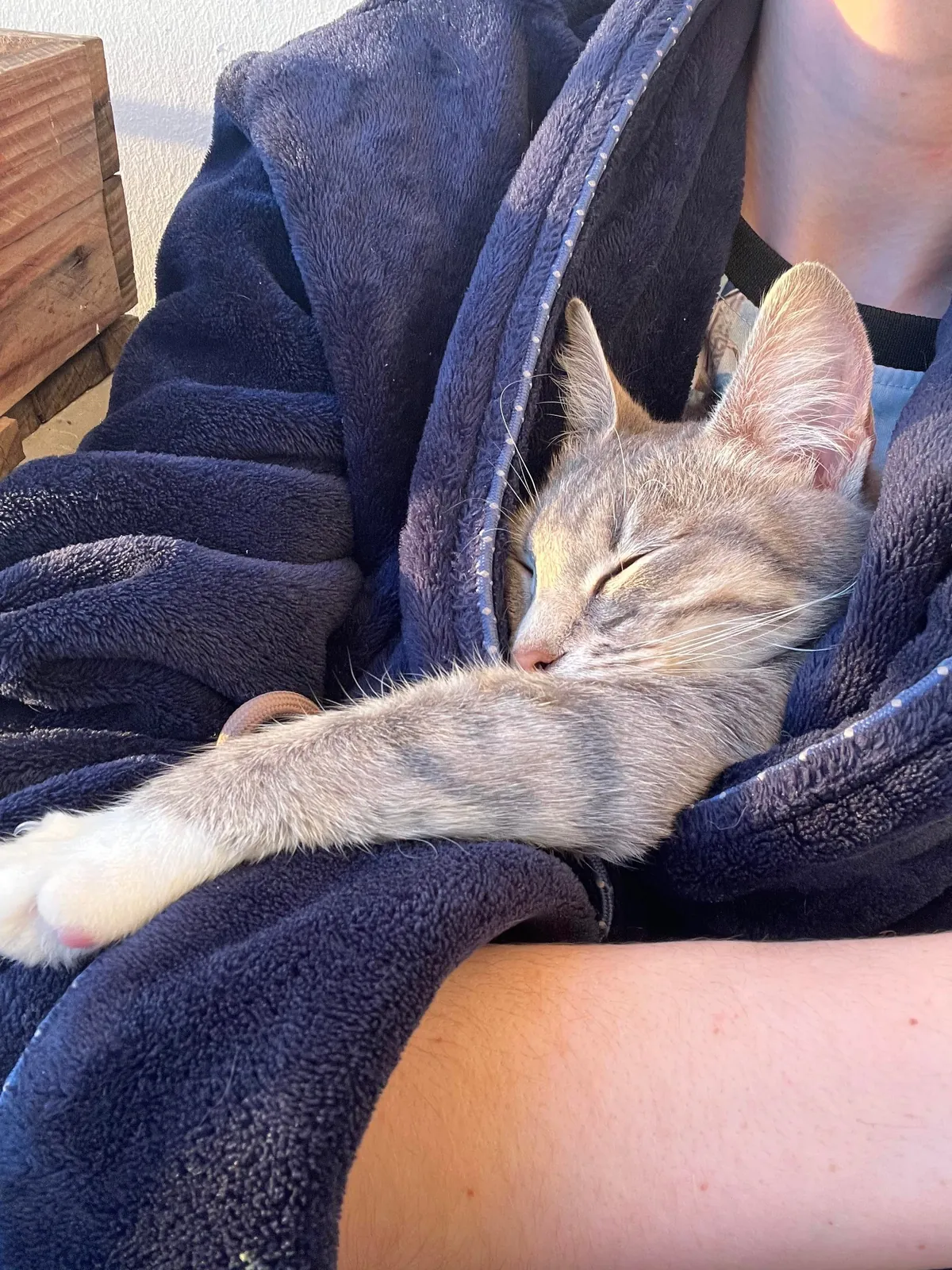 Our Vivaldi that we rescued two weeks ago, you’ll only find her with her eyes closed