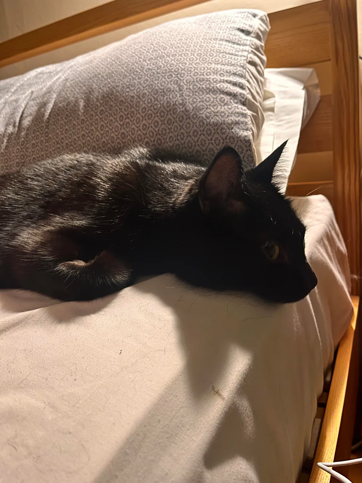 2 months today since my void was rescued from a fire in my apartment