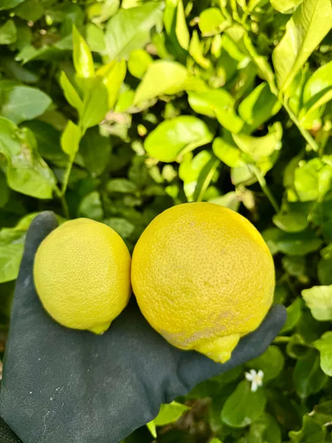 Final lemon harvest of the season, this batch is 368 lemons