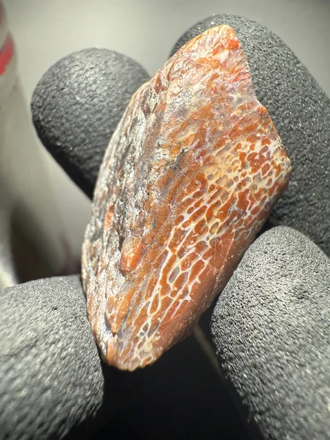 Some of my potentially scientifically important fossils in this country.