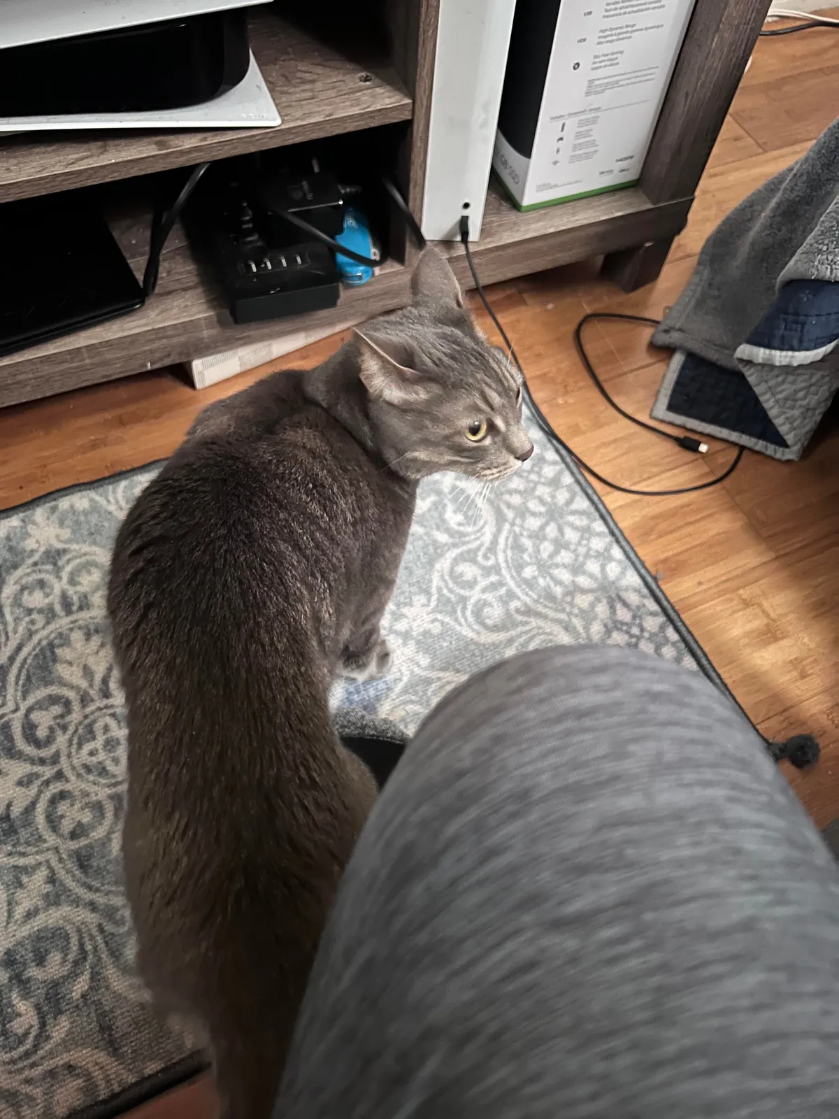 Last Sunday my cats may have saved everyone in my apt bld.