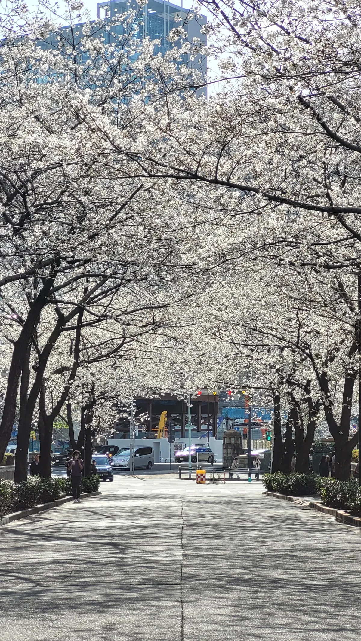 Tokyo under cherry blossoms, Mar/Apr 2025