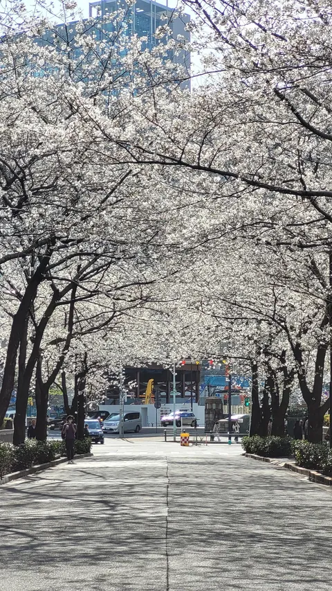 Tokyo under cherry blossoms, Mar/Apr 2025