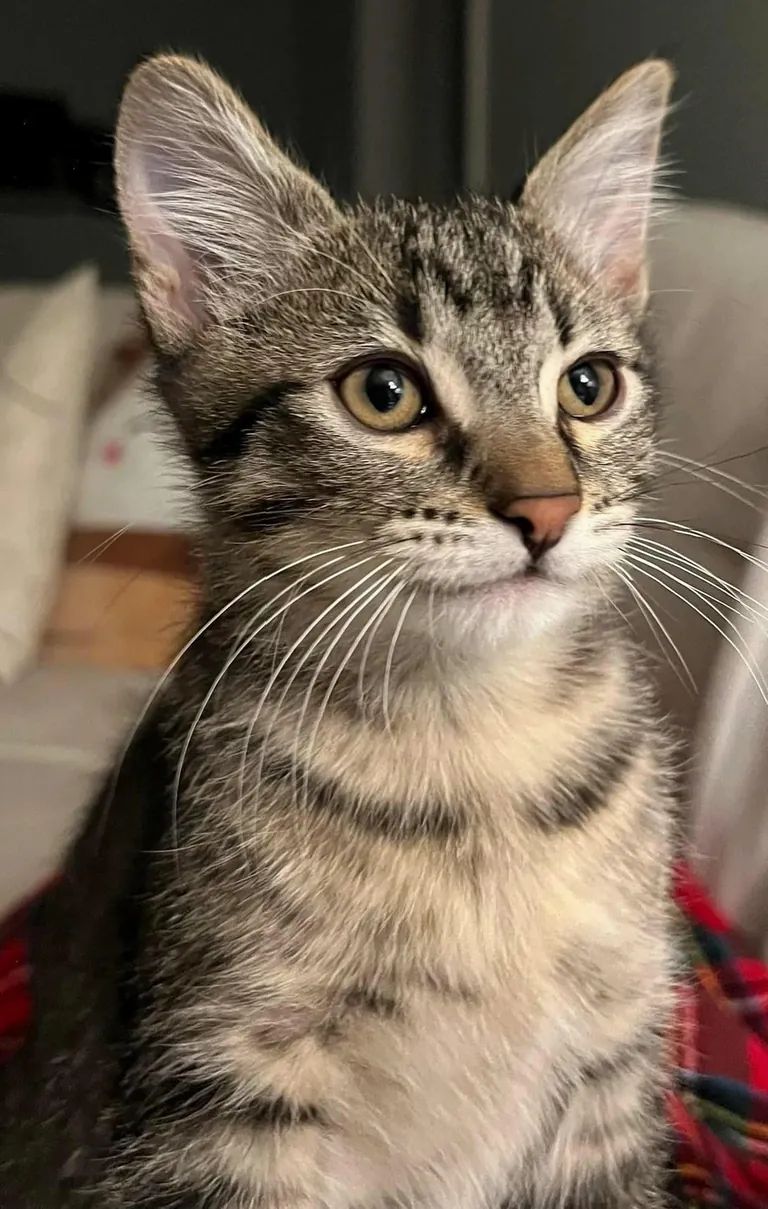 How do I let my cat know I love him?