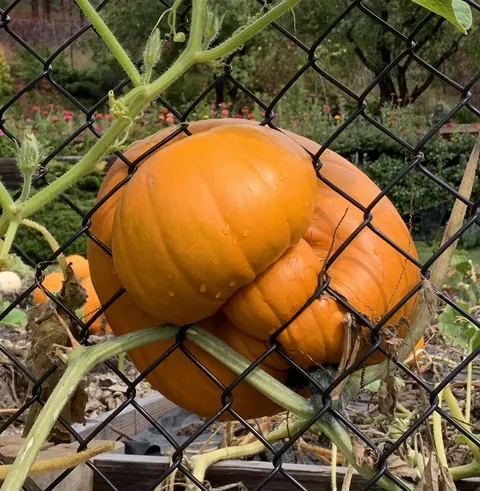 Peter Peter we have a problem.