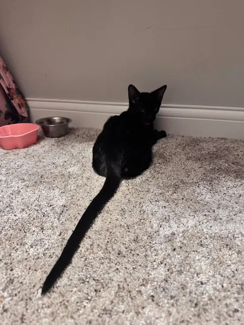 Longest tail i’ve ever seen