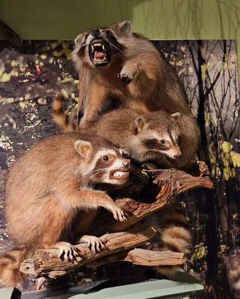 These Extremely Angry Looking Racoons At a Museum