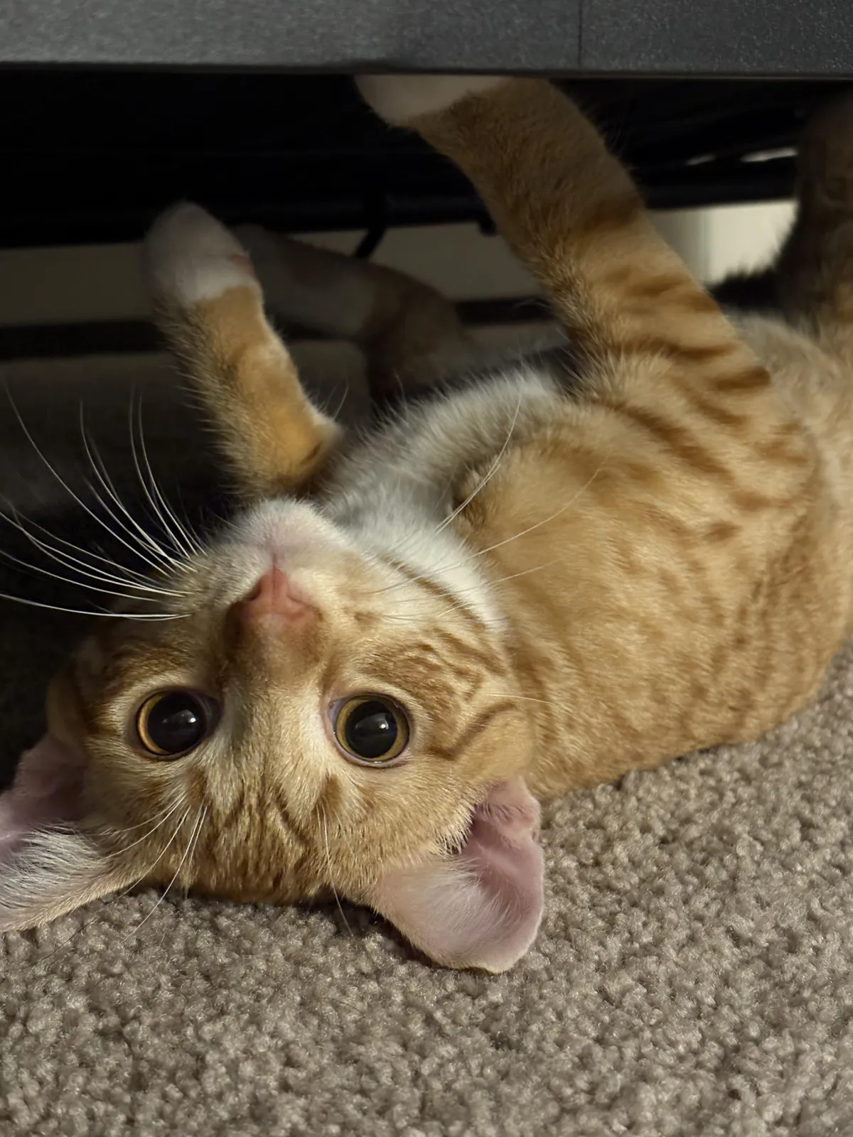 My first time ever owning a cat