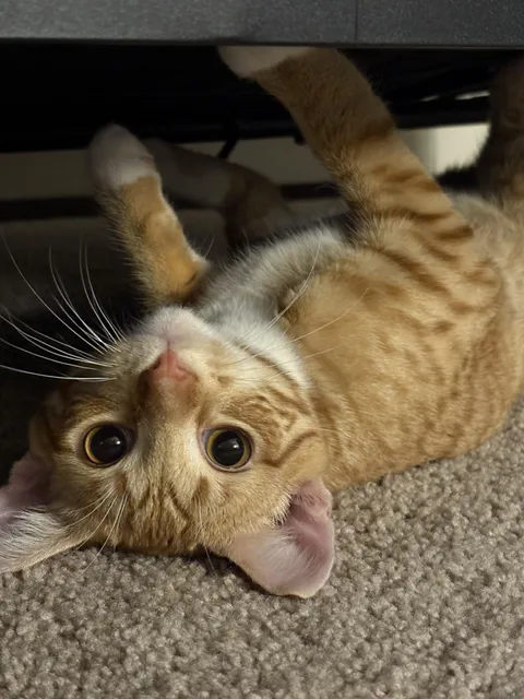 My first time ever owning a cat