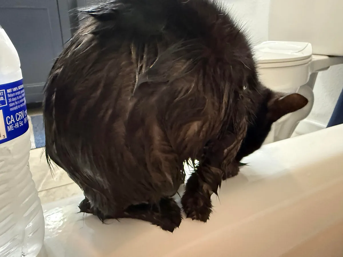 Bobbi has never in her 7 months of life let her hatred of water get in the way of her clinginess.