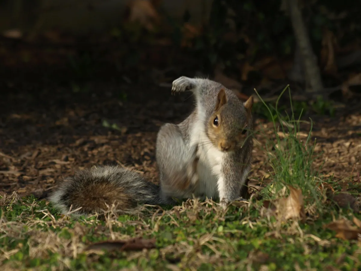 PsBattle: This squirrel doing a super hero pose