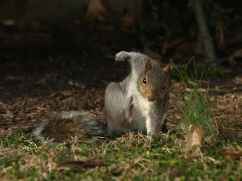 PsBattle: This squirrel doing a super hero pose