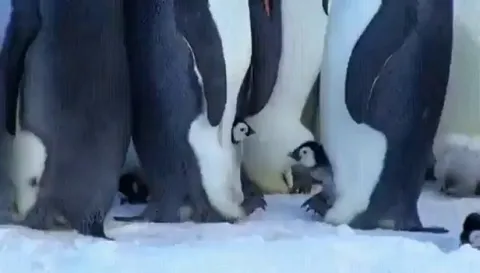 Dad penguin is tired of a bully picking on his kid
