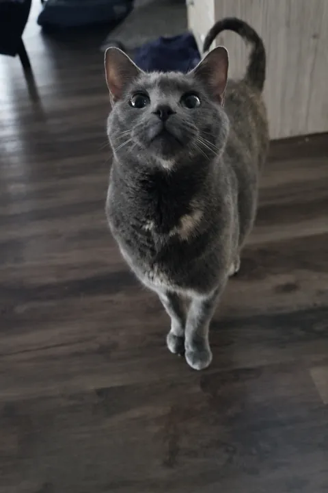 Cutest photo I've ever gotten of her, only thing is she's angling for the leftover takeout in my hand.