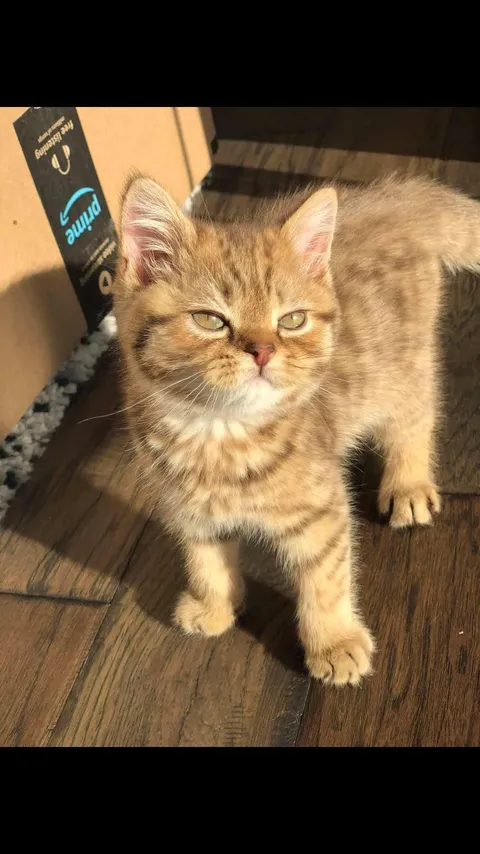 This is Leon. He thinks he’s better than you