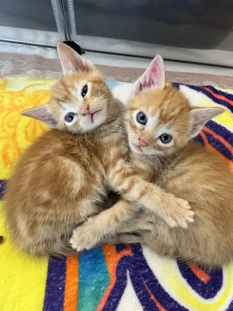 If you could only adopt one... which one are you choosing? 🥰