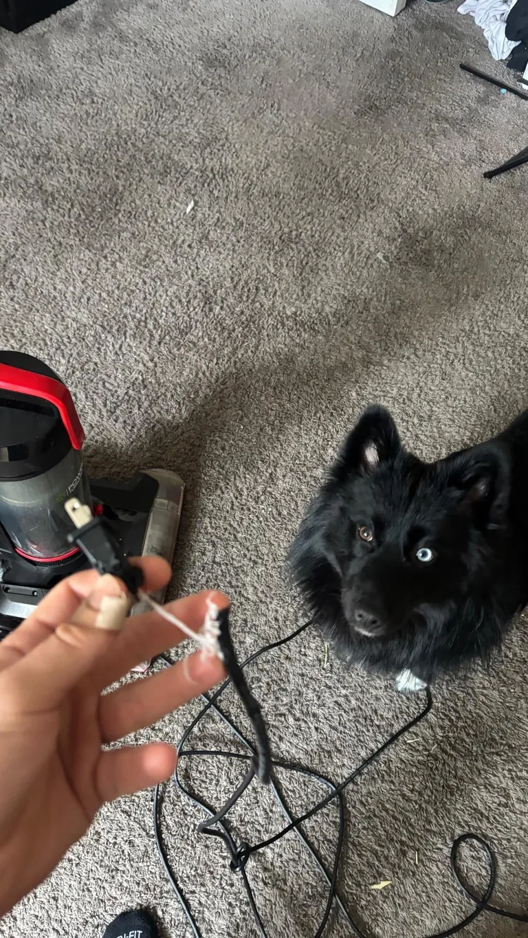 The many faces of a goofy 1 year old Australian Sheppard / American Eskimo (Auskimo?)