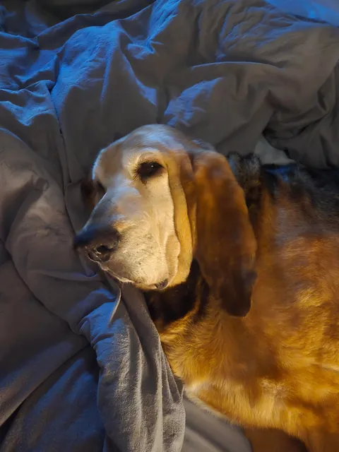 I've only has her for a year but I love this old girl so much! Her name is Gemma and she's about to be 11.