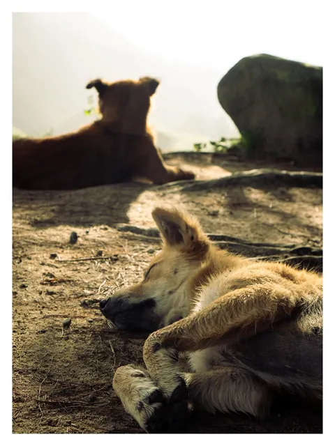 Hiking through Cameron Highlands in Malaysia with local stray dogs.