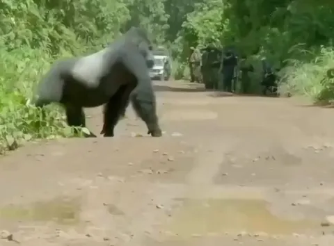 🔥🔥Silverback Gorilla blocks of a road so his family can cross safely
