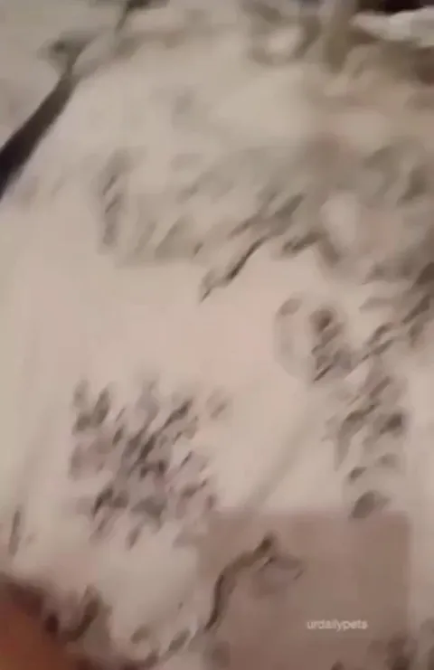 Poor doggo forgot that he has a tail