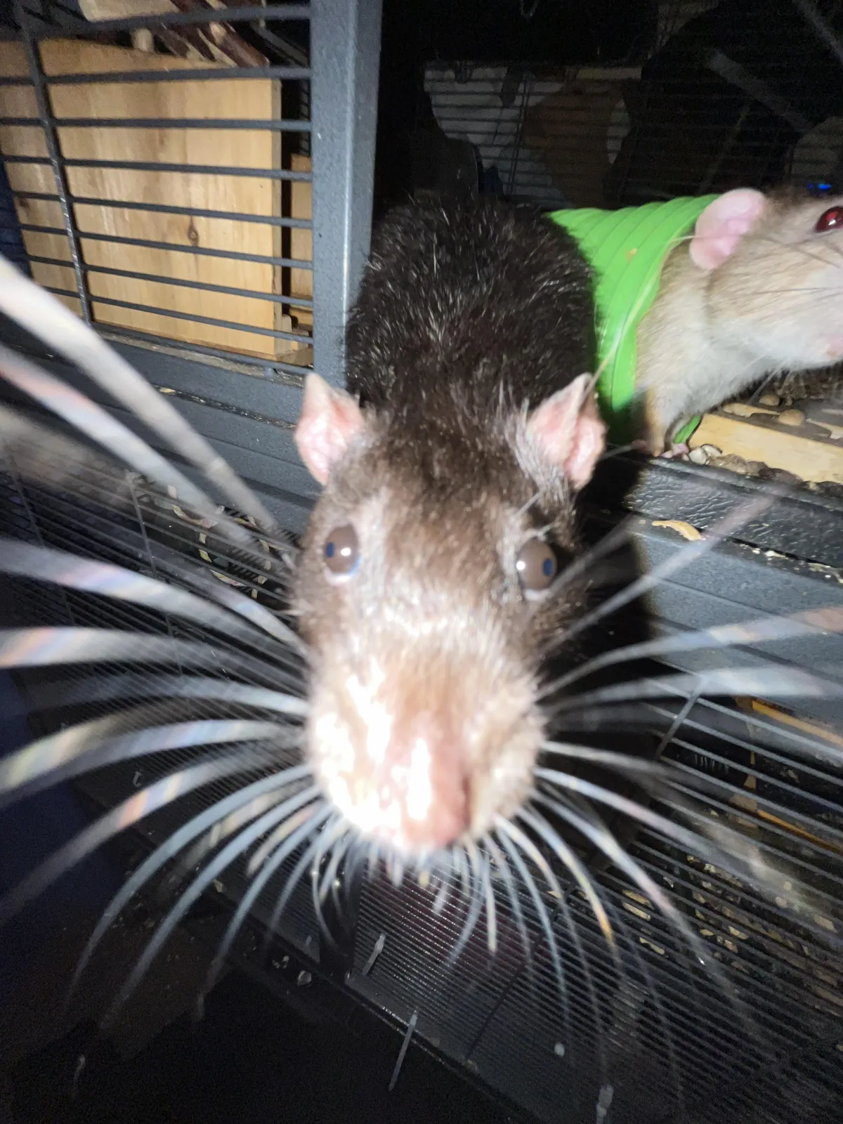 Why do his eyes go in two different directions 😭🙏