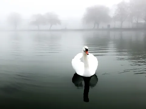 Swan on the foggy lake