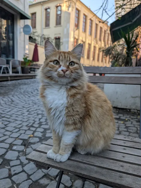 My 3 favourite cats I met yesterday in Fener, Istanbul