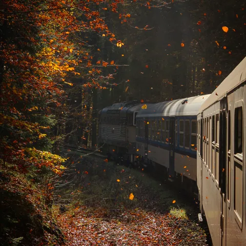 ITAP of a view from a train in a autumn forest