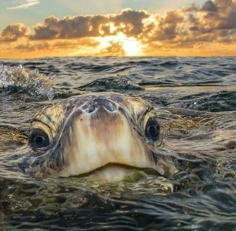 🔥A Sea Turtle (Photo:  Philip Waller)
