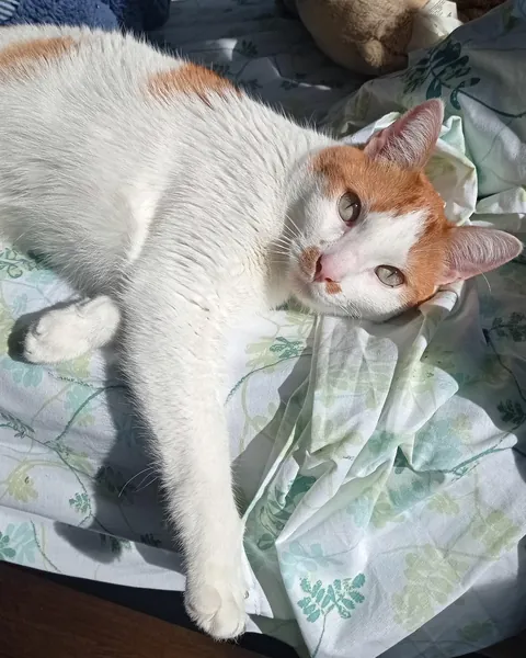 Job title: Locksmith. Melon deserves a standing ovation for opening our front door for us when we forgot our keys in the lock on the inside