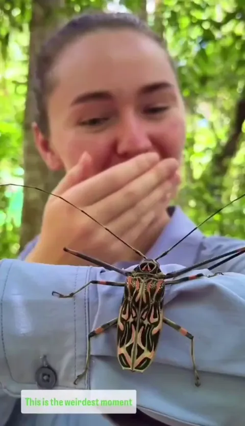 🔥the Harlequin Beetle (Acrocinus longimanus)