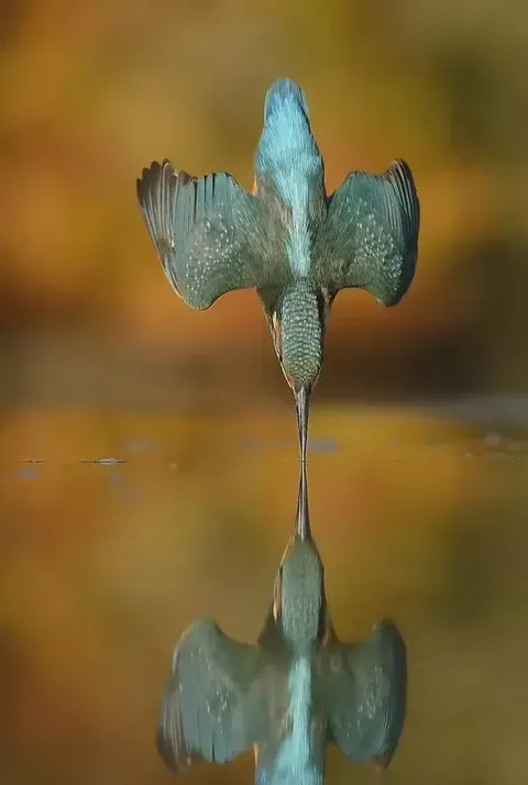 Scottish wildlife photographer Alan McFadyen set out to capture a kingfisher diving with no splash, no ripples and no drops. 6 years and 720,000 shots later, he finally got the shot