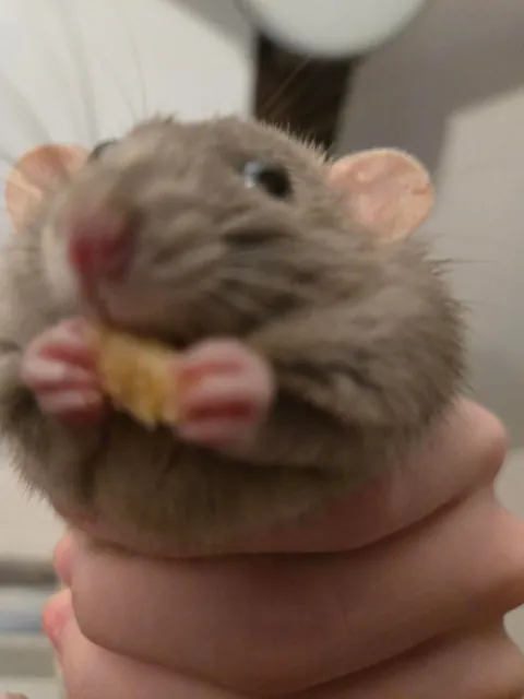 Not a single braincell in Jimily's head