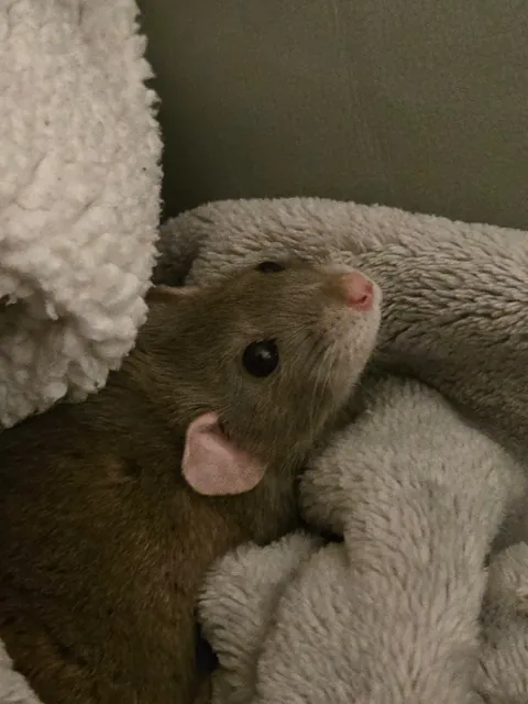 Jimily and his 3hours long naps on the couch! (Of course in his favorite blanket)